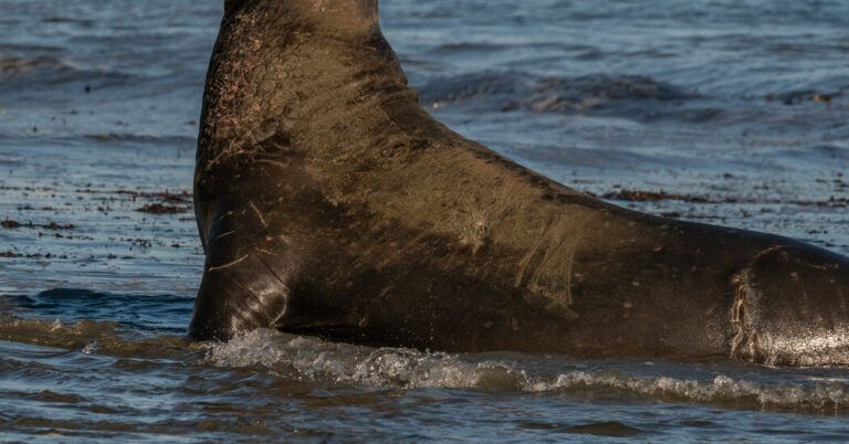 Racing to Save California’s Elephant Seals From Bird Flu