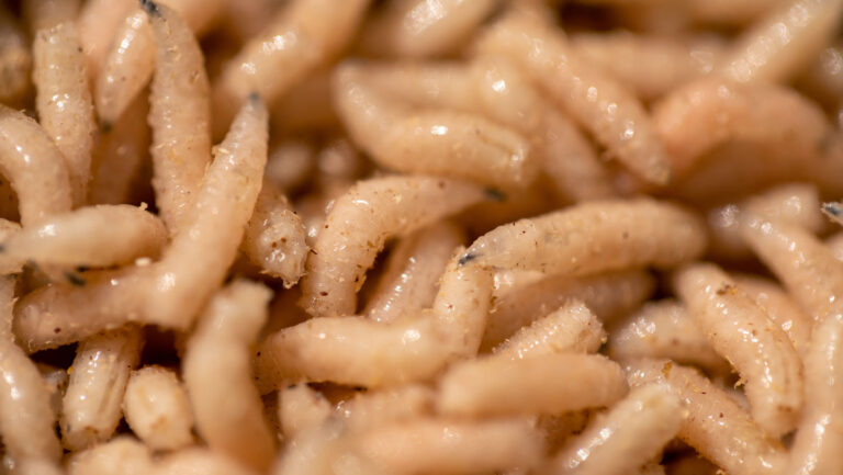 Image of many fly maggots.