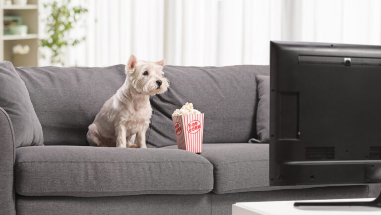 What dogs see on TV depends on their temperament A small white dog sits on a gray couch facing the TV, with a small box of popcorn next to it
