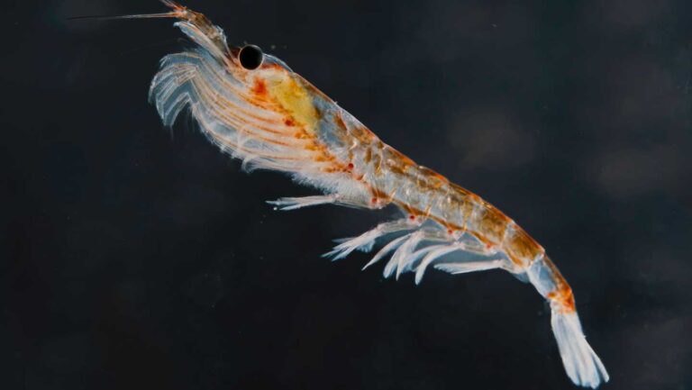 Antarctic krill eject more food when it’s contaminated with plastic Antarctic krill help sequester carbon through their poop as well as through pellets of leftover food they reject.