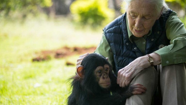 What Jane Goodall taught me about bones, loss and not wasting anything Jane Goodall sits outdoors on the grass, resting her hand on the back of a young chimpanzee, who sits close to her, holding her leg.