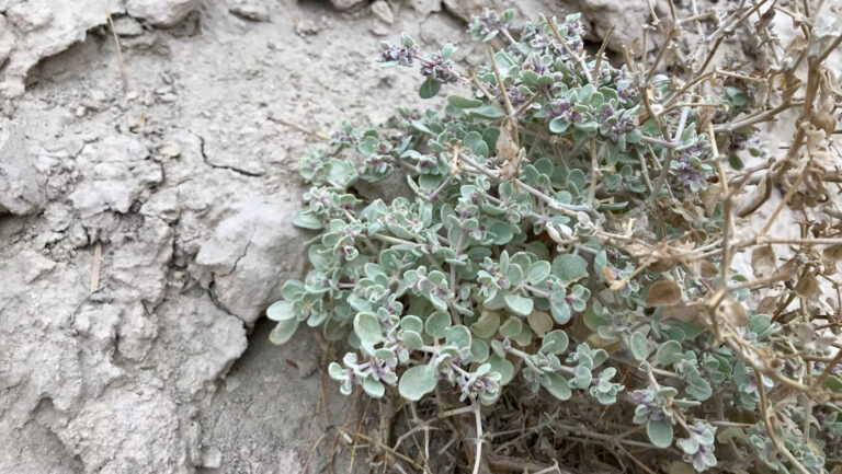 A special shape shift helps a shrub thrive in blistering heat A small desert plant with pale green leaves and tiny purple buds growing in dry, cracked soil.