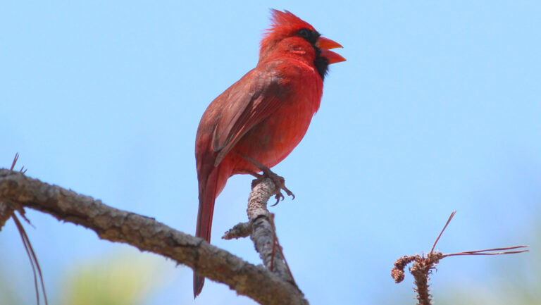 Birds are singing longer, thanks to light pollution An image of a male cardinal singing