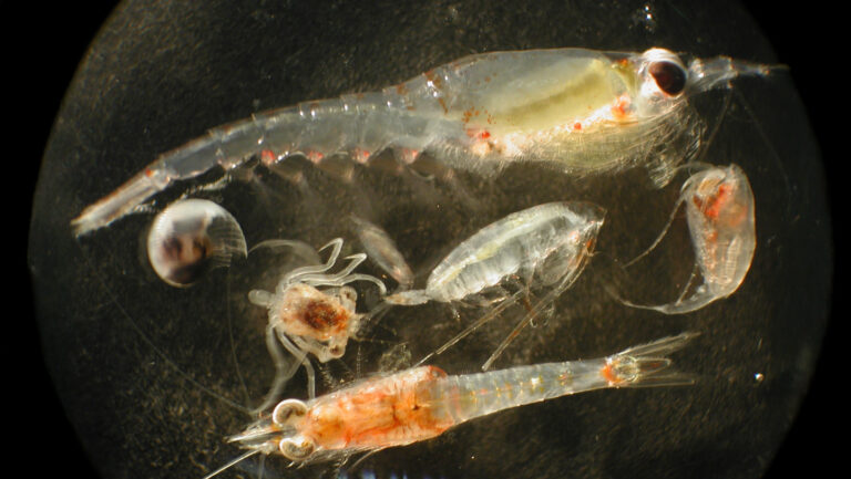 Deep-sea mining might feed plankton a diet of junk food Ocean zooplankton, shown in a photo, could accidentally eat nutrient-poor food from deep-sea mining waste.