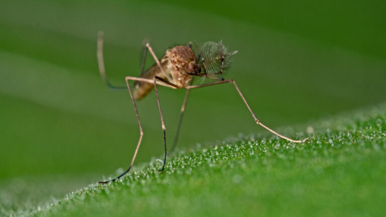 Mosquitoes infiltrated Iceland. Will they survive the winter? A mosquito with large, fluffy antennae is centered in the photo. It seems to be sitting on a wet leaf; the background is completely green and there are tiny drops of water on a small mound that the mosquito is standing on. The mosquito is facing to the right of the frame.