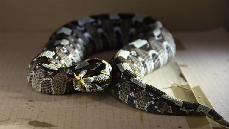Beware the vipers: These snakes appear to strike the fastest A brown and gray rhino viper snake sitting on cardboard in a curled position.