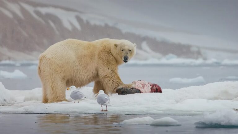 Polar bears leave thousands of tons of food scraps for other species a polar bear stands on a sheet of ice with a bloody carcass of a dead animal in front of it, while seagulls stand nearby